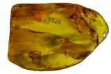 Fossil Ant, Beetle, Fly and Mite in Baltic Amber #163494-8